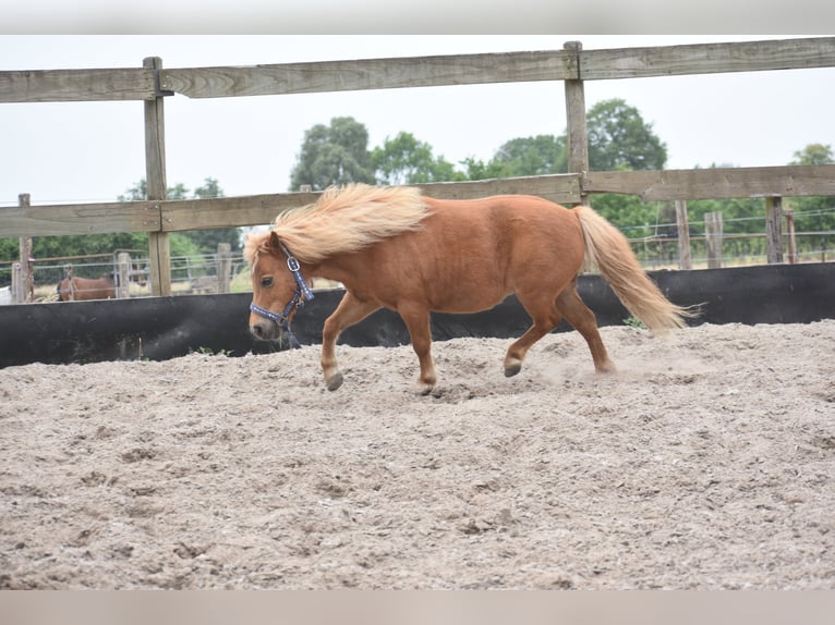 Shetland Ponies Mare 10 years Chestnut-Red in Achtmaal