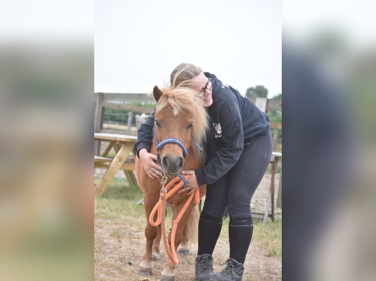 Shetland Ponies Mare 10 years Chestnut-Red in Achtmaal
