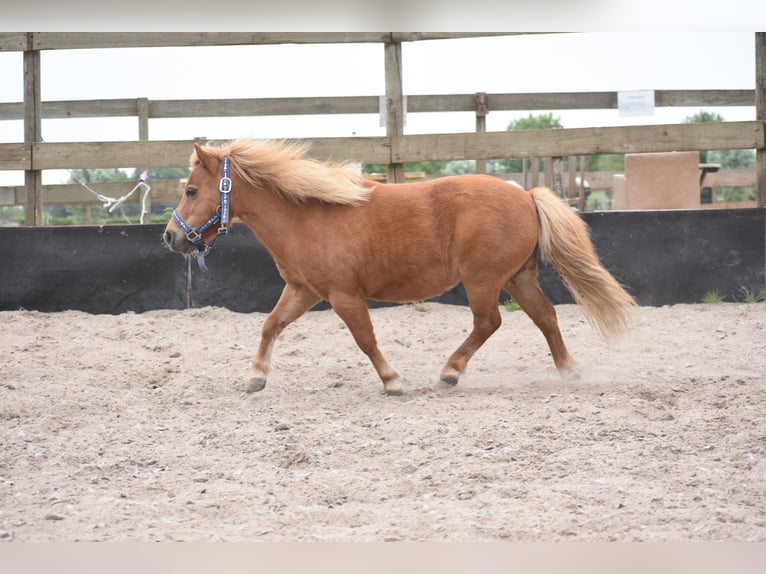 Shetland Ponies Mare 10 years Chestnut-Red in Achtmaal