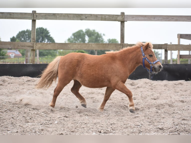 Shetland Ponies Mare 10 years Chestnut-Red in Achtmaal
