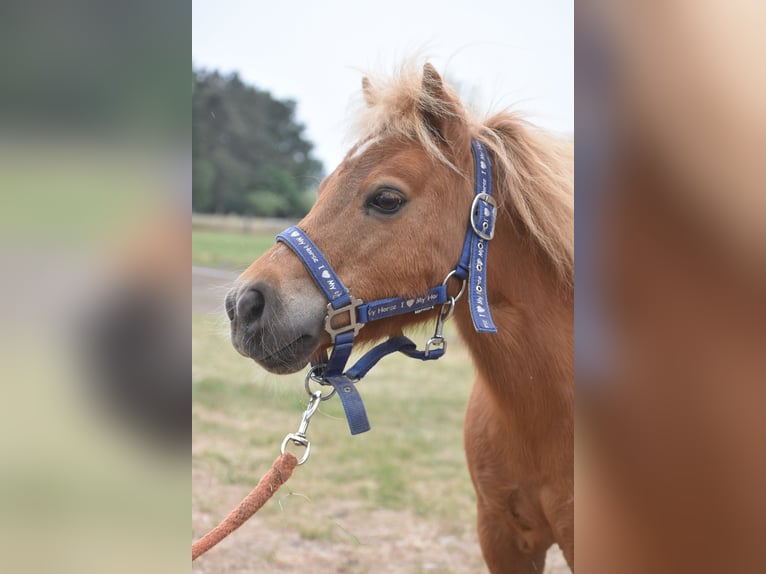 Shetland Ponies Mare 10 years Chestnut-Red in Achtmaal
