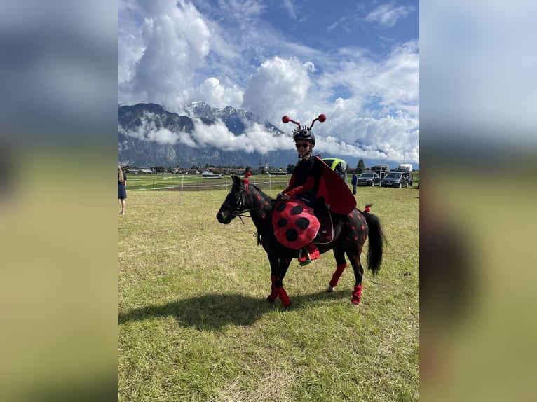 Shetland Ponies Mix Mare 11 years 10,2 hh Black in Rinn