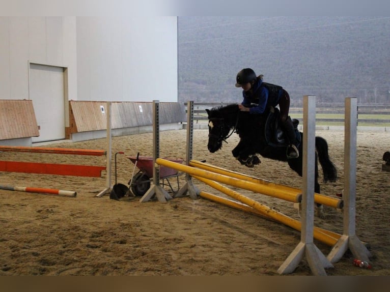 Shetland Ponies Mix Mare 11 years 10,2 hh Black in Rinn