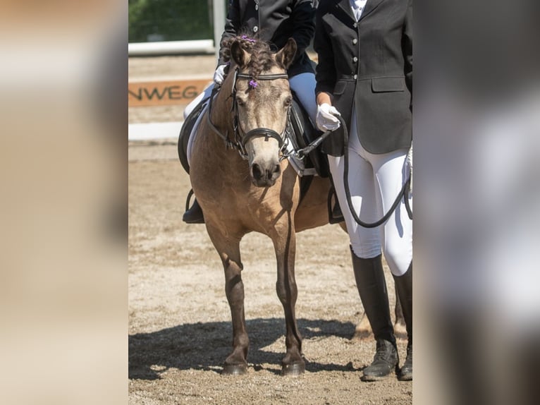 Shetland Ponies Mare 11 years 10.2 hh Buckskin in Rimsting