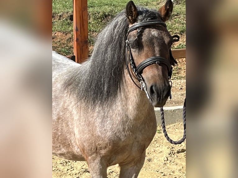 Shetland Ponies Mare 11 years 10,2 hh Gray-Red-Tan in Ursensollen