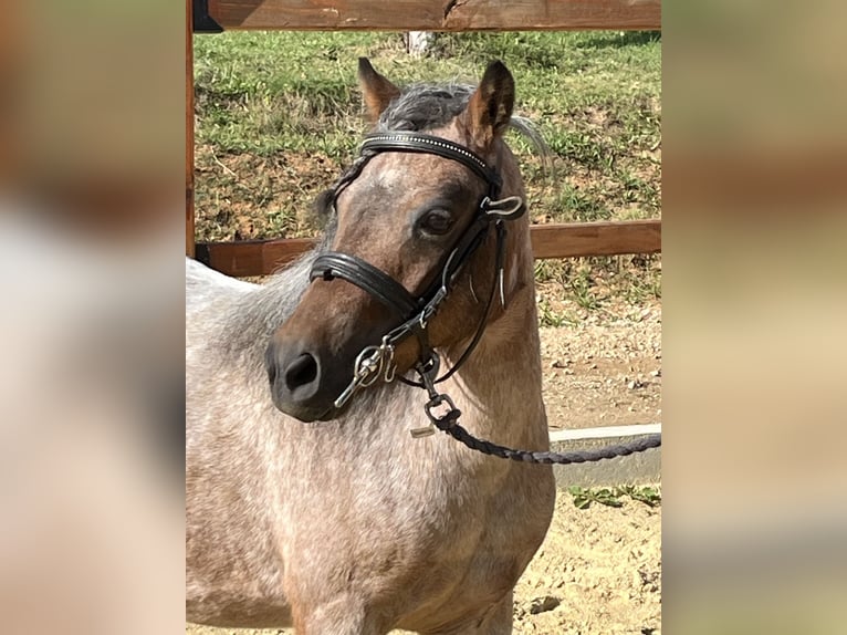 Shetland Ponies Mare 11 years 10,2 hh Gray-Red-Tan in Ursensollen