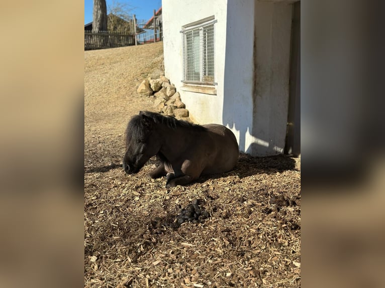 Shetland Ponies Mare 11 years 10 hh Black in Moosburg