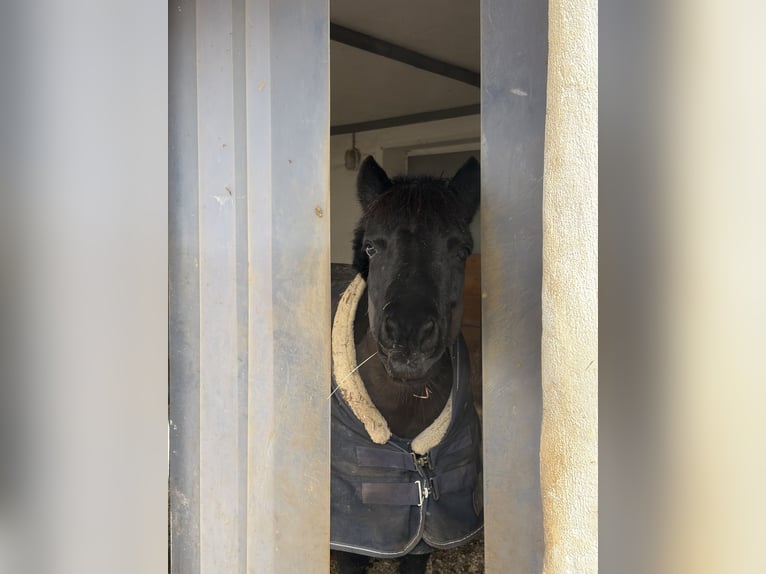 Shetland Ponies Mare 11 years 10 hh Black in Moosburg