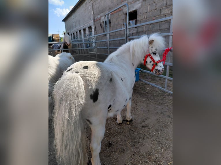 Shetland Ponies Mare 11 years 10,2 hh Leopard-Piebald in Kandel