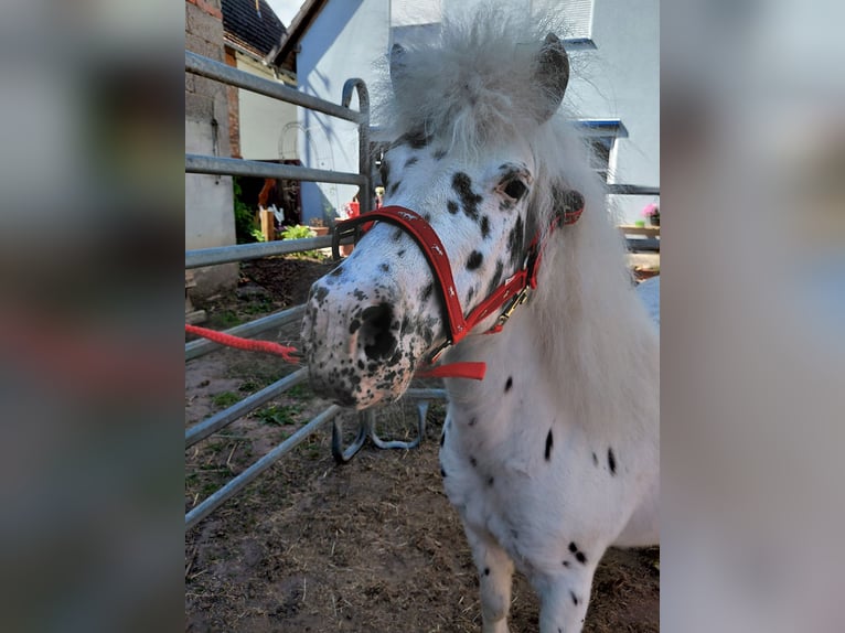 Shetland Ponies Mare 11 years 10,2 hh Leopard-Piebald in Kandel
