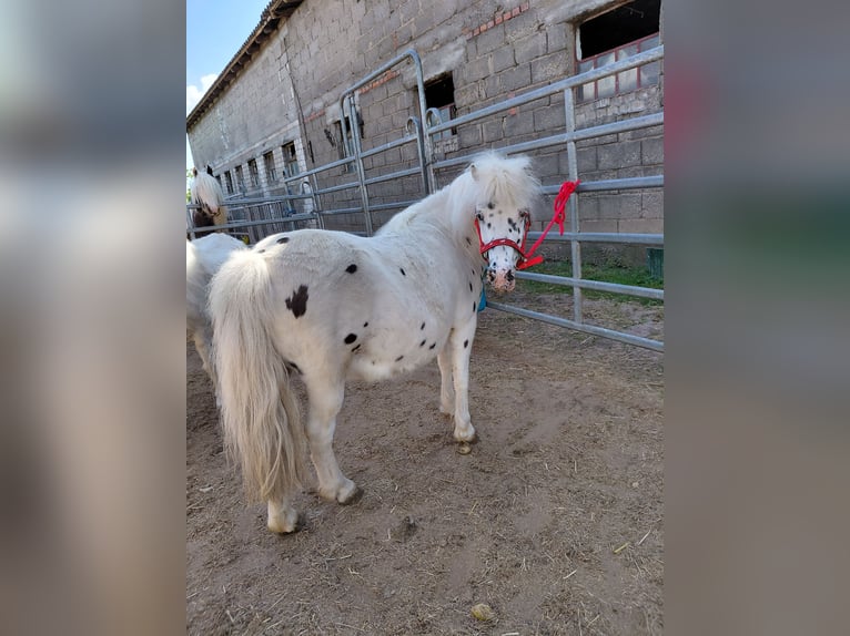 Shetland Ponies Mare 11 years 10,2 hh Leopard-Piebald in Kandel