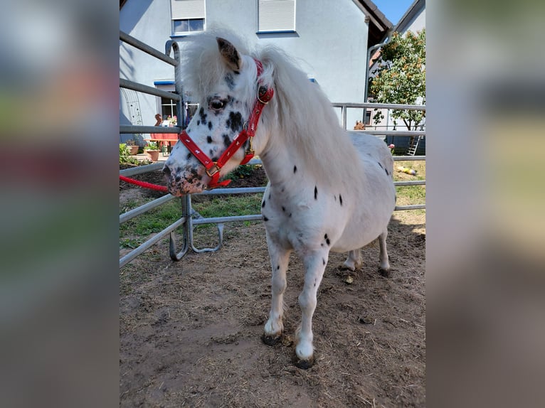 Shetland Ponies Mare 11 years 10,2 hh Leopard-Piebald in Kandel