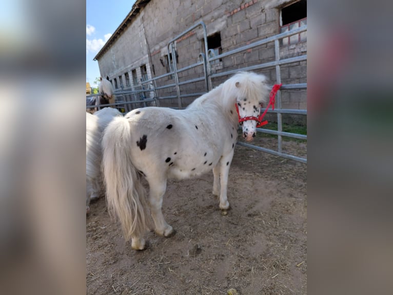 Shetland Ponies Mare 11 years 10,2 hh Leopard-Piebald in Kandel