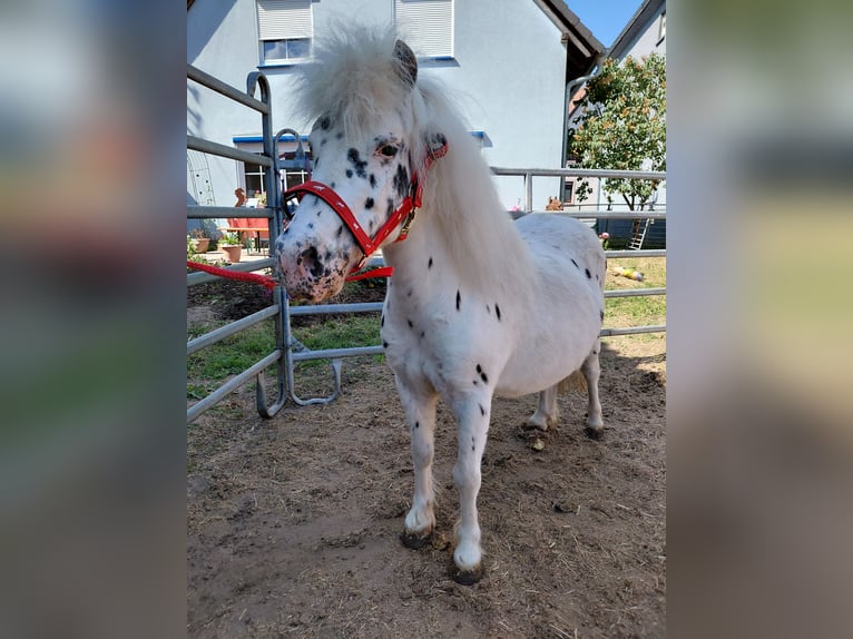 Shetland Ponies Mare 11 years 10,2 hh Leopard-Piebald in Kandel