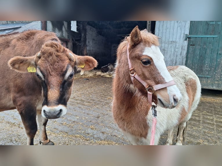 Shetland Ponies Mare 11 years 11 hh Pinto in Meinerzhagen