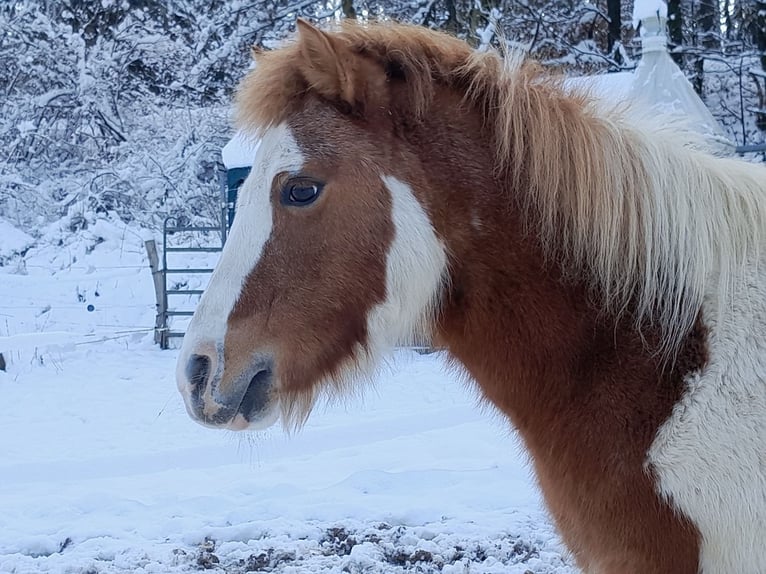 Shetland Ponies Mare 11 years 11 hh Pinto in Meinerzhagen