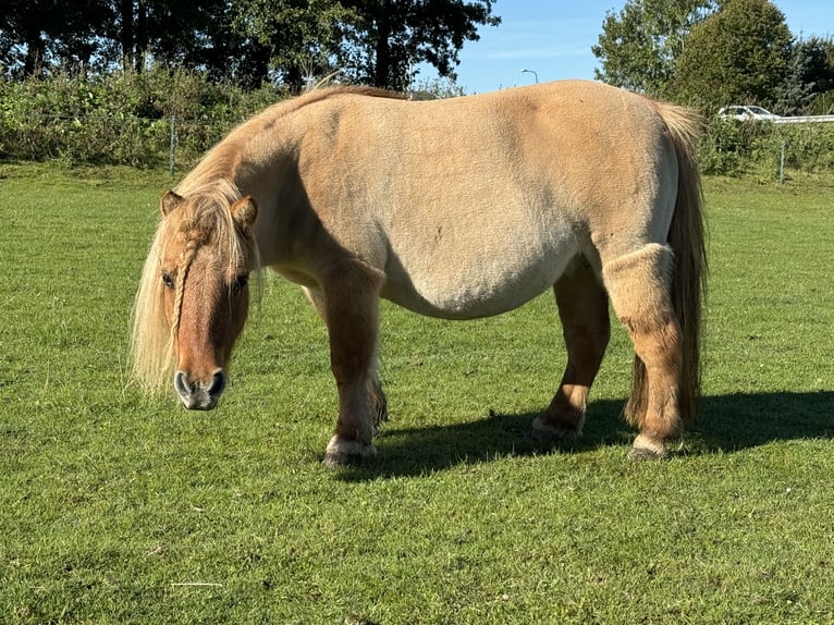 Shetland Ponies Mare 11 years 8,1 hh Red Dun in De Lier