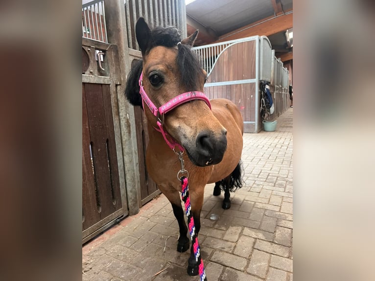 Shetland Ponies Mare 11 years 8,2 hh Brown in Reinbek