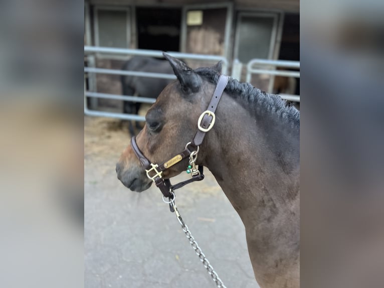 Shetland Ponies Mare 11 years 8,2 hh Brown in Reinbek