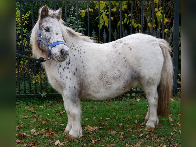 Shetland Ponies Mare 11 years 8,3 hh in Dorsten