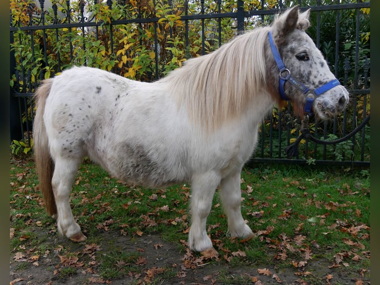 Shetland Ponies Mare 11 years 8,3 hh in Dorsten