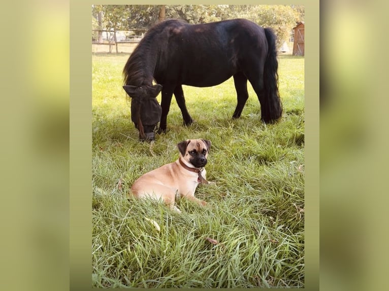 Shetland Ponies Mare 11 years 9.1 hh Black in Mönchengladbach