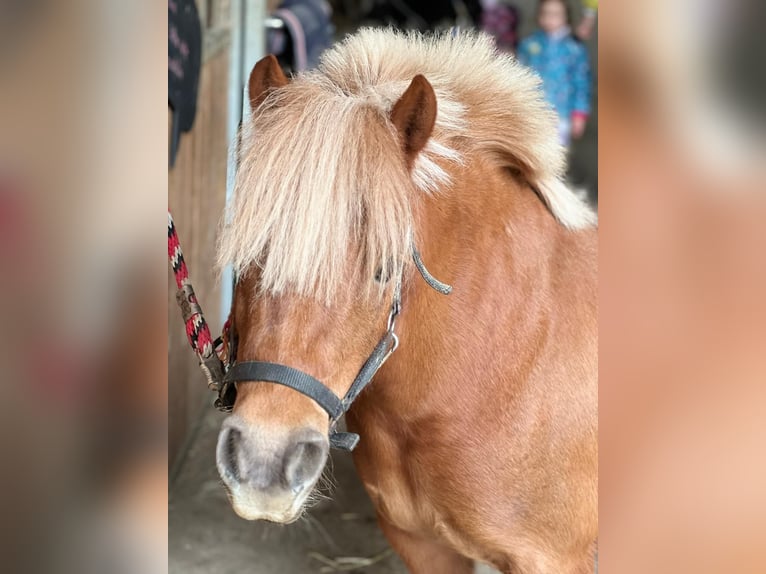 Shetland Ponies Mare 11 years 9.1 hh Chestnut-Red in Königsbach-Stein