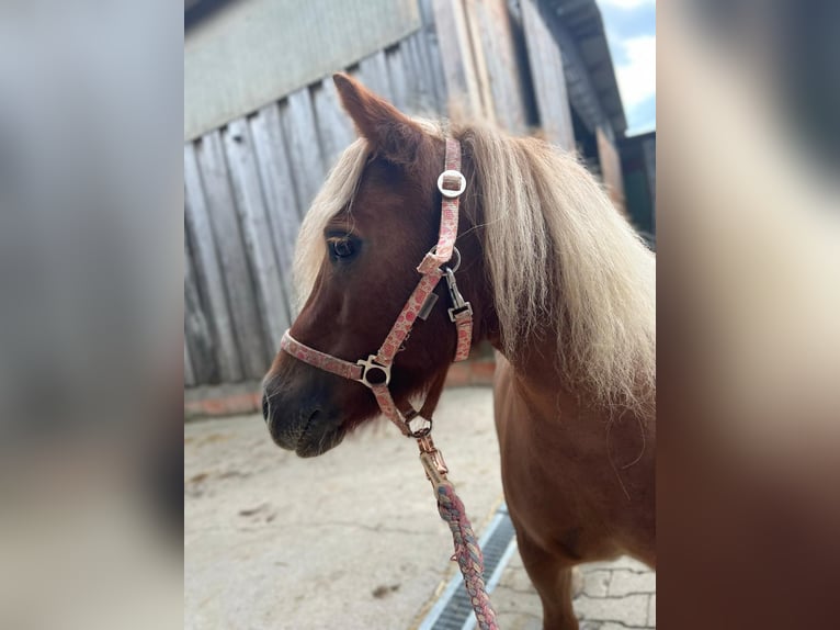 Shetland Ponies Mare 11 years 9.1 hh Chestnut-Red in Königsbach-Stein