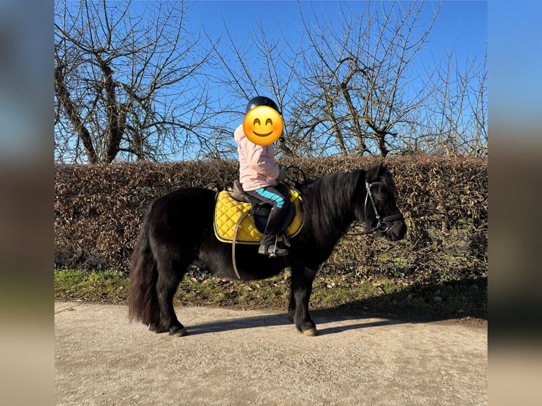 Shetland Ponies Mare 11 years 9,2 hh Black in Euerhausen