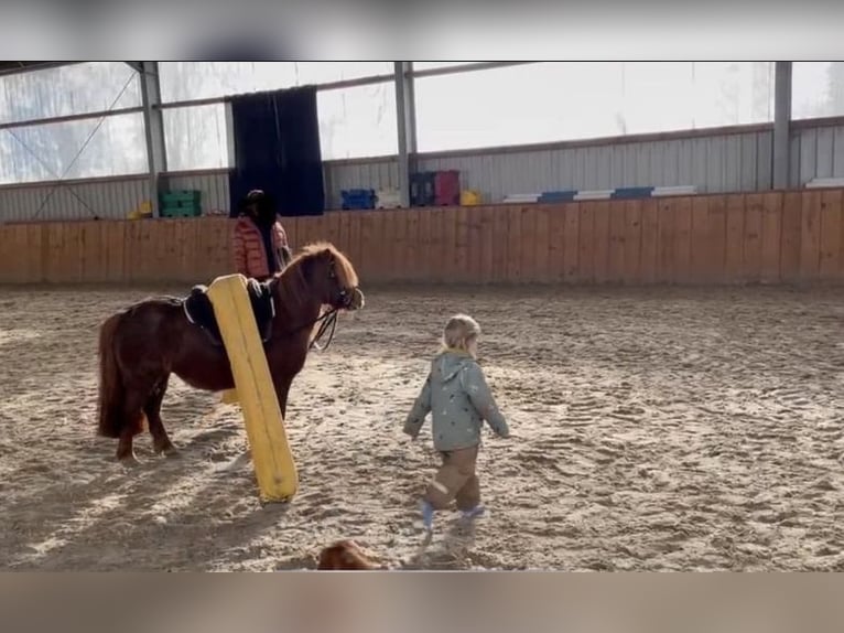 Shetland Ponies Mare 11 years 9.2 hh Chestnut-Red in Rastede