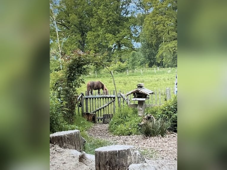 Shetland Ponies Mare 11 years 9.2 hh Chestnut-Red in Rastede