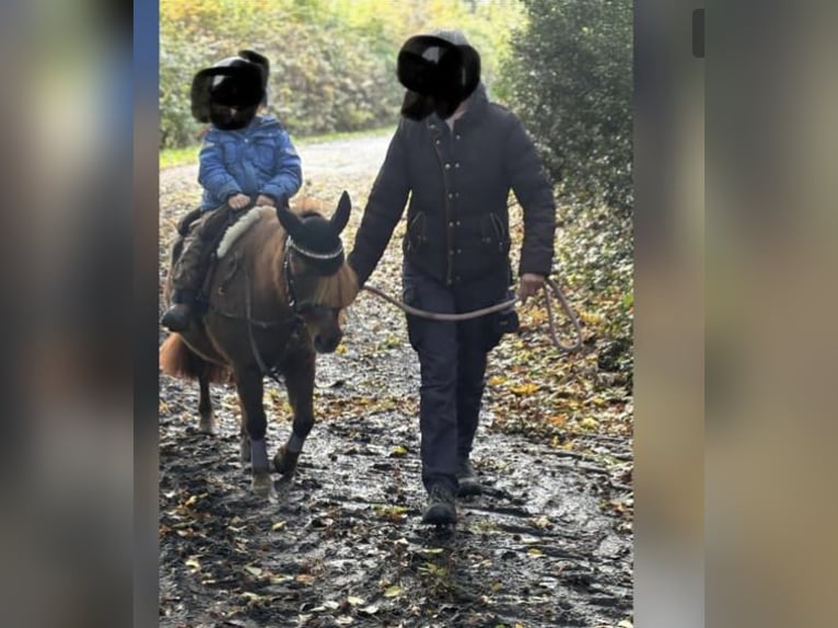 Shetland Ponies Mare 11 years 9.2 hh Chestnut-Red in Rastede