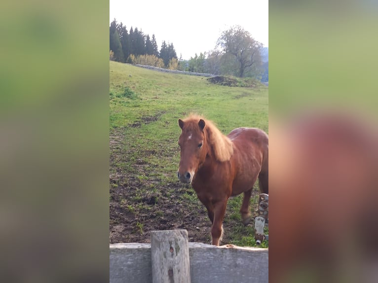 Shetland Ponies Mix Mare 11 years 9,2 hh Chestnut-Red in Mignitz