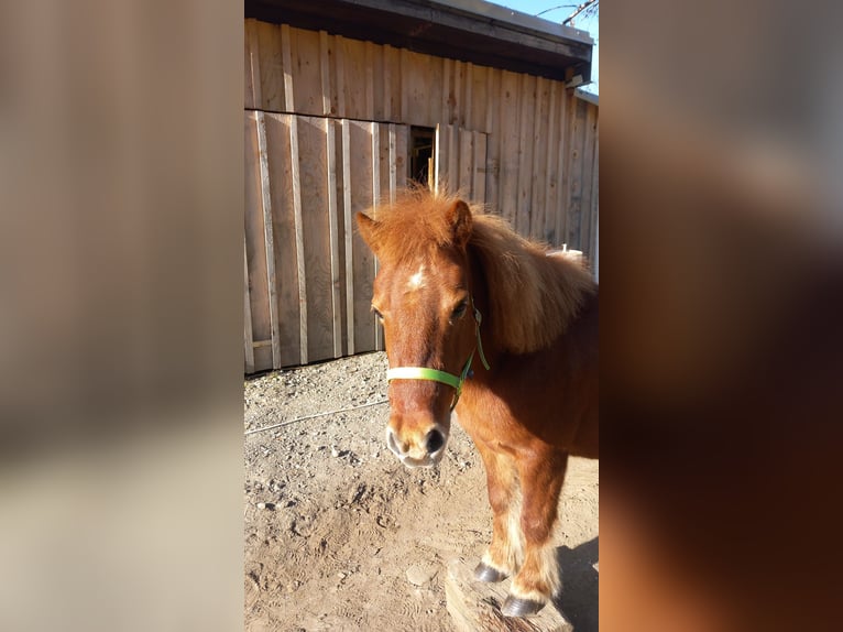 Shetland Ponies Mix Mare 11 years 9,2 hh Chestnut-Red in Mignitz