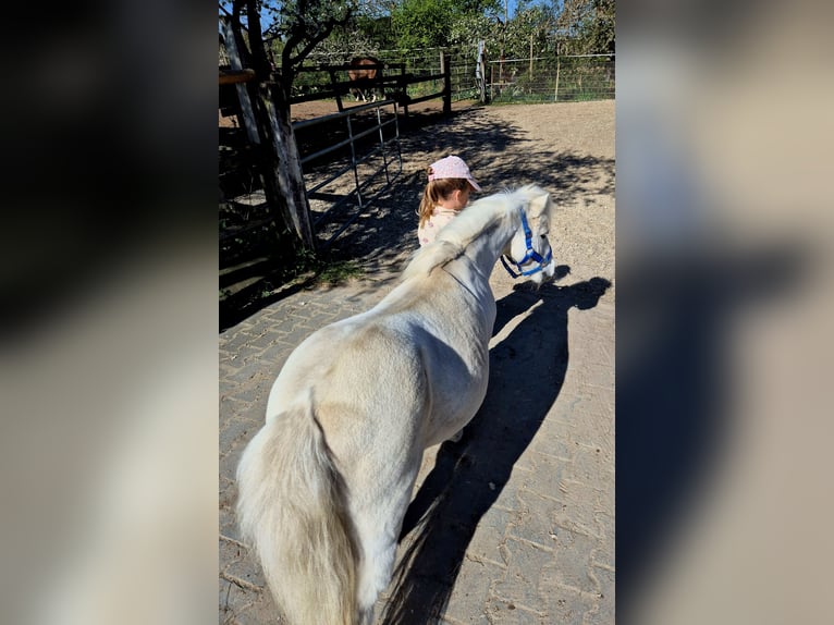 Shetland Ponies Mare 11 years 9 hh Brown in Heppenheim (Bergstraße)