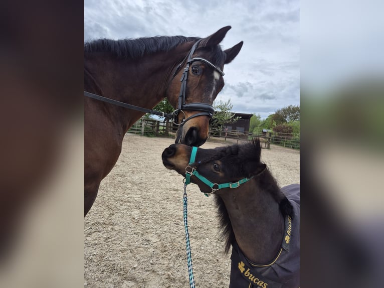 Shetland Ponies Mare 11 years 9 hh Brown in Heppenheim (Bergstraße)