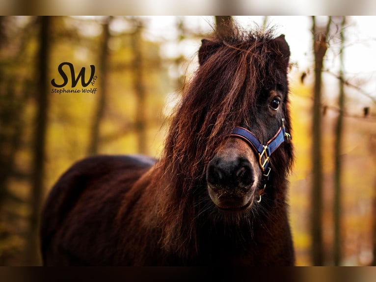 Shetland Ponies Mare 11 years 9 hh Brown in Heppenheim (Bergstraße)
