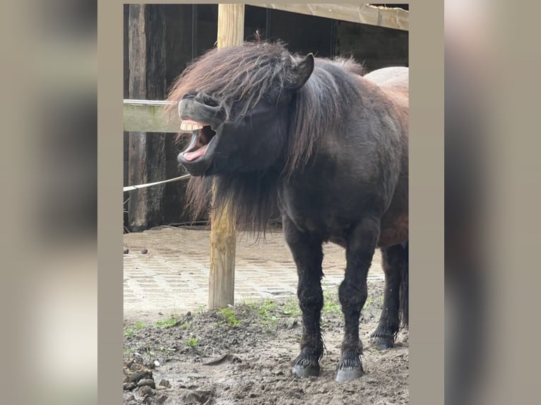 Shetland Ponies Mare 11 years 9,1 hh Black in Mönchengladbach