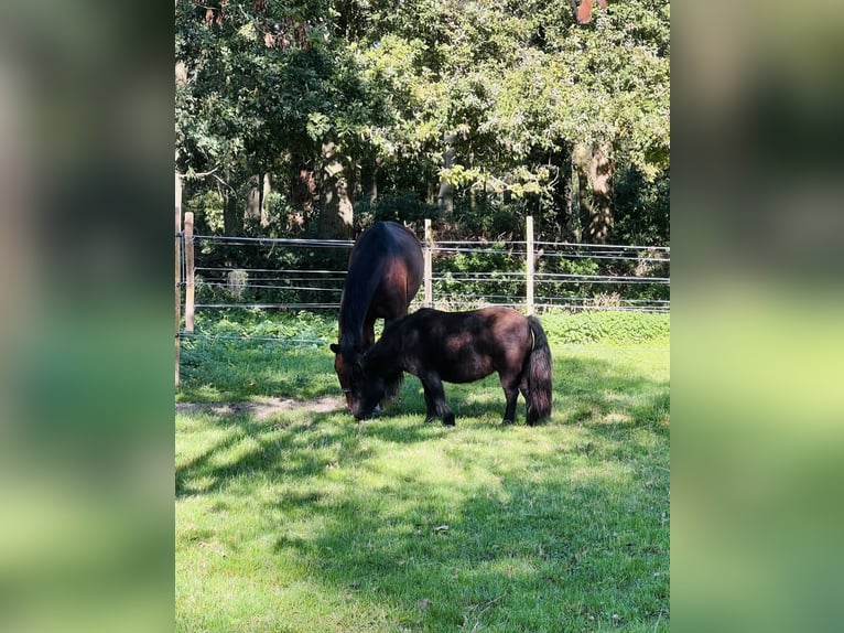 Shetland Ponies Mare 11 years 9,1 hh Black in Mönchengladbach