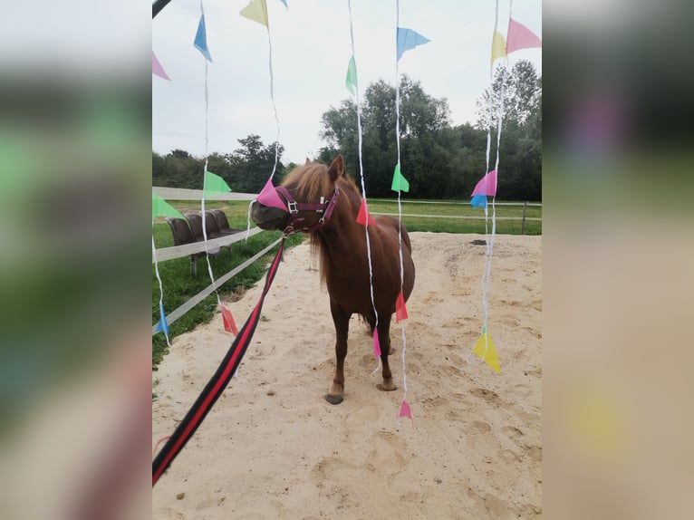 Shetland Ponies Mare 11 years 9,1 hh Chestnut-Red in Cuxhaven
