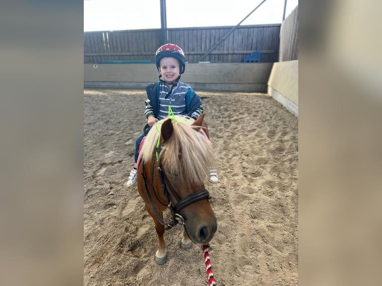 Shetland Ponies Mare 11 years 9,1 hh Chestnut-Red in Königsbach-Stein