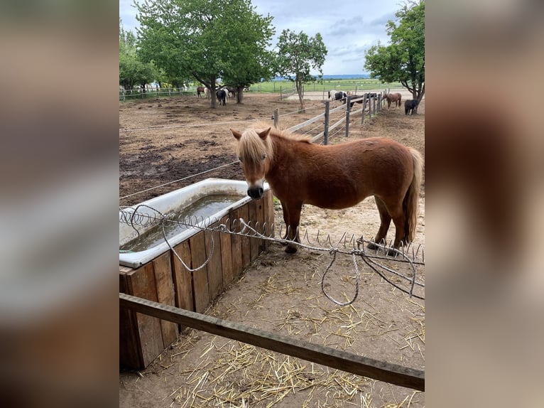 Shetland Ponies Mare 11 years 9,2 hh Chestnut-Red in Altenburg