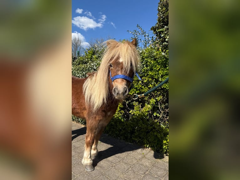 Shetland Ponies Mare 11 years 9,2 hh Palomino in Heusden-Zolder