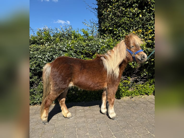 Shetland Ponies Mare 11 years 9,2 hh Palomino in Heusden-Zolder