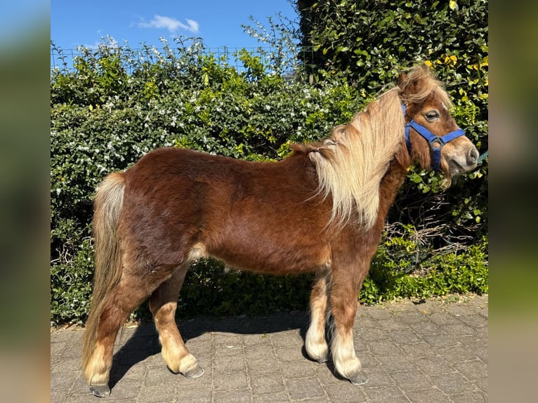 Shetland Ponies Mare 11 years 9,2 hh Palomino in Heusden-Zolder