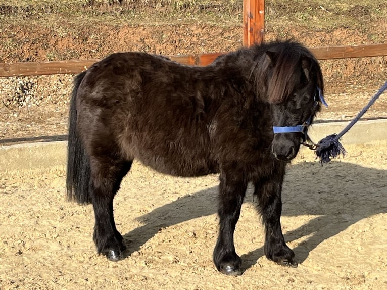 Shetland Ponies Mare 12 years 10 hh Black in Ursensollen