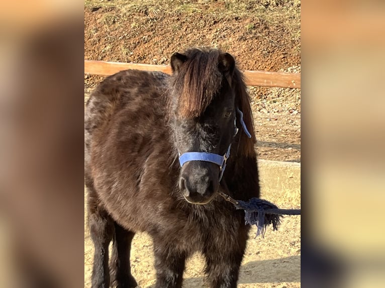 Shetland Ponies Mare 12 years 10 hh Black in Ursensollen