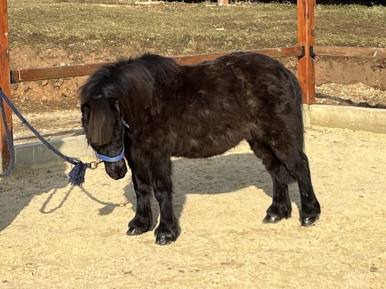 Shetland Ponies Mare 12 years 10 hh Black in Ursensollen