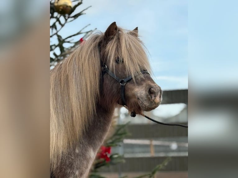Shetland Ponies Mix Mare 12 years 10 hh Leopard-Piebald in Eberdingen