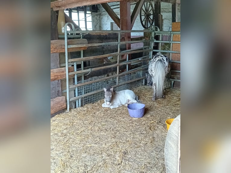Shetland Ponies Mare 12 years 10 hh Leopard-Piebald in Kandel